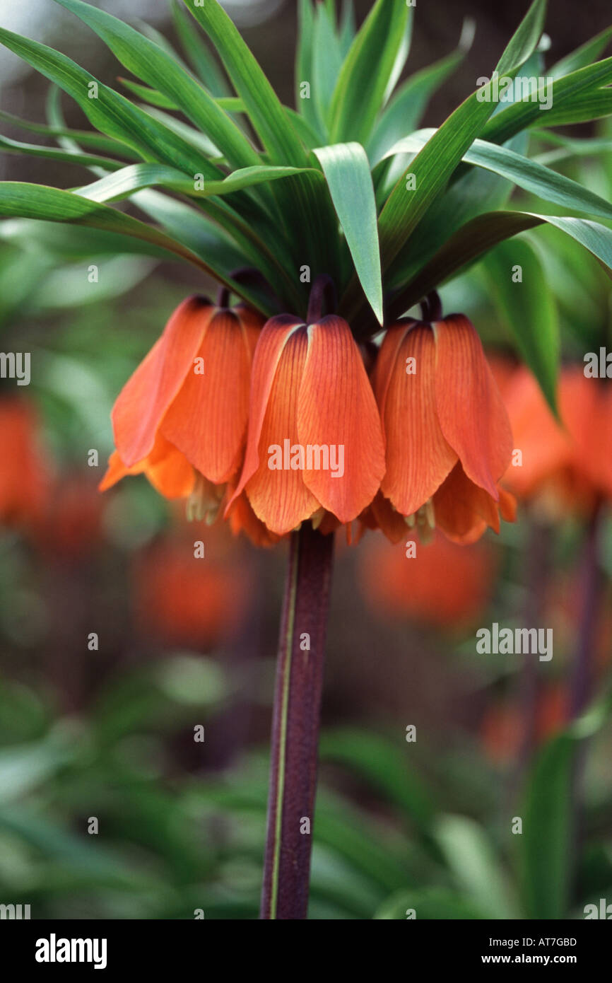 Crown Imperial Fritillaria imperialis Rubra Maxima Close up of single flower head Stock Photo