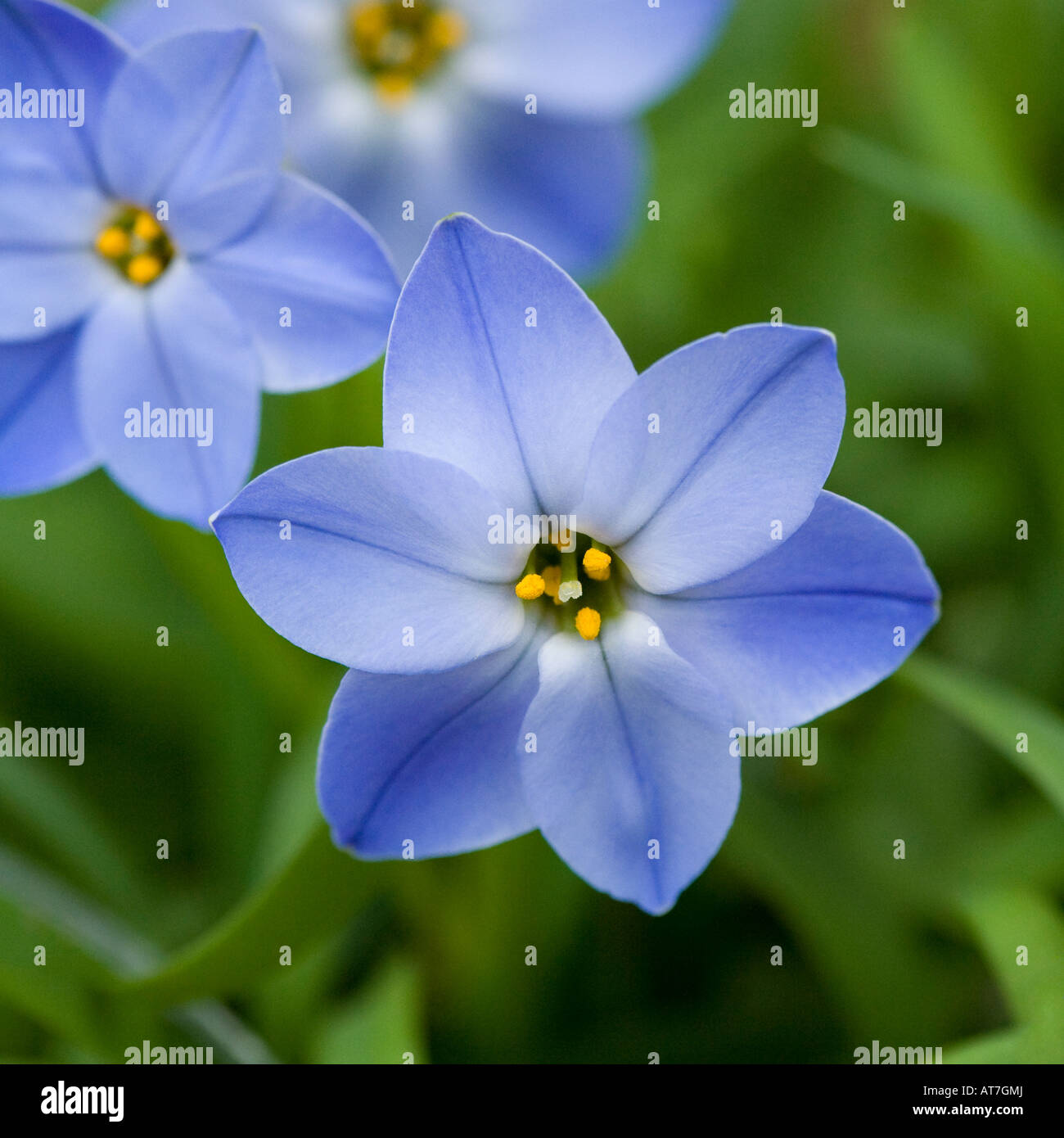 Spring Star Flower Stock Photo