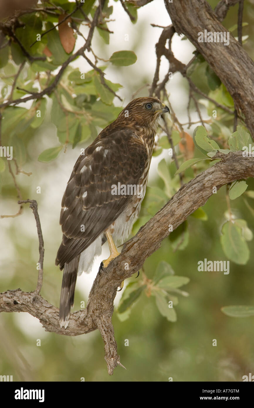 Cooper's Hawk juvenile Accipiter cooperii perched in tree Stock Photo