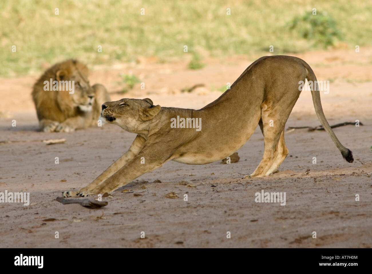 Mating lions in pair hi-res stock photography and images - Alamy