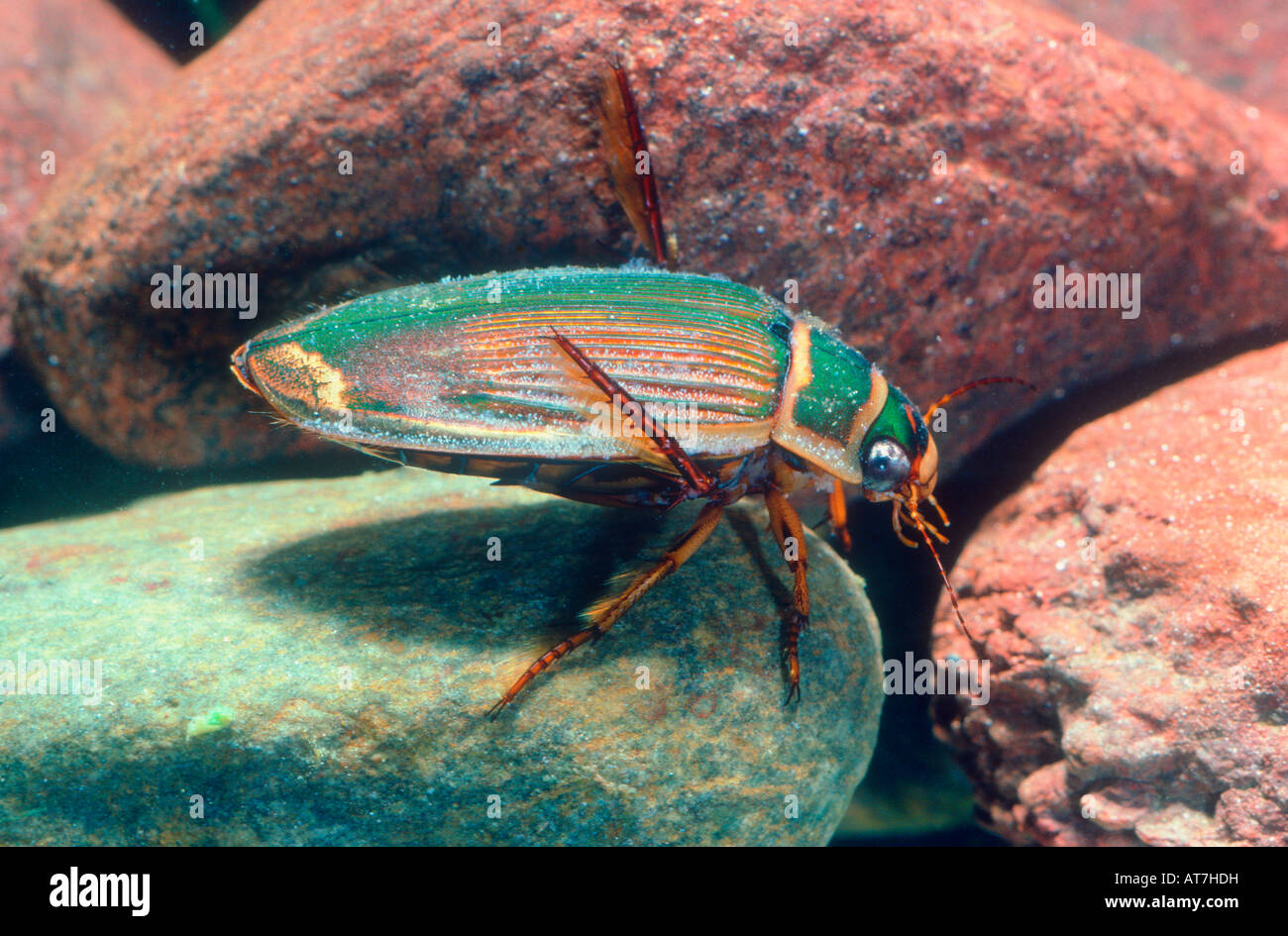 Diving Beetle, Dytiscus marginalis. Adult underwater Stock Photo