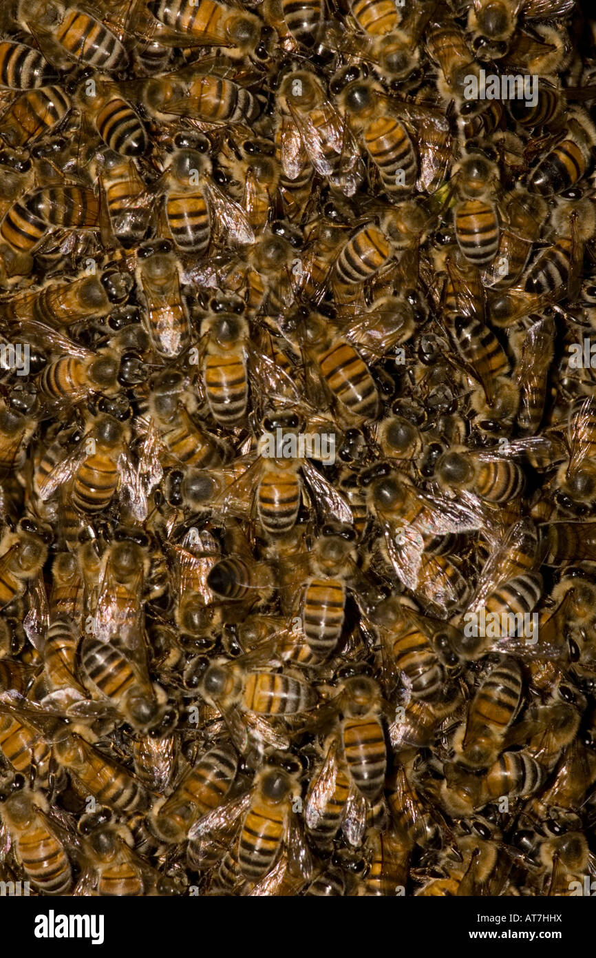 Close-up of Honey Bee swarm, Apis mellifera, on cypress tree. Stock Photo
