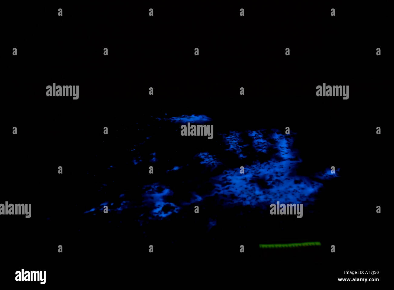 Prints treated with Luminol to determine if the prints have traces of blood. Luminol turns blood purple. Stock Photo