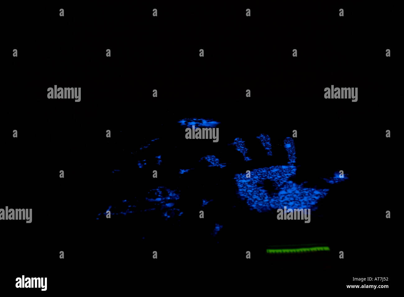 Prints treated with Luminol to determine if the prints have traces of blood. Luminol turns blood purple. Stock Photo