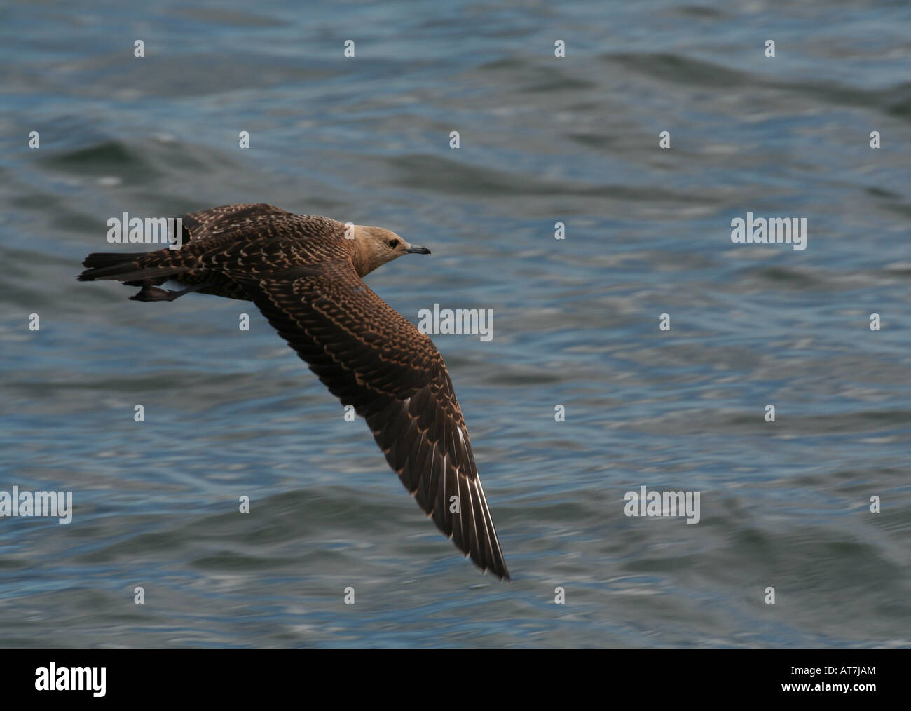 marine-bird-arctic-skua-hi-res-stock-photography-and-images-alamy