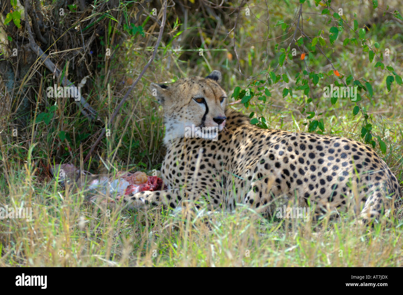 Cheetahs,a hunting Cheetah is eating his prey, Masai Mara, Kenya Stock Photo
