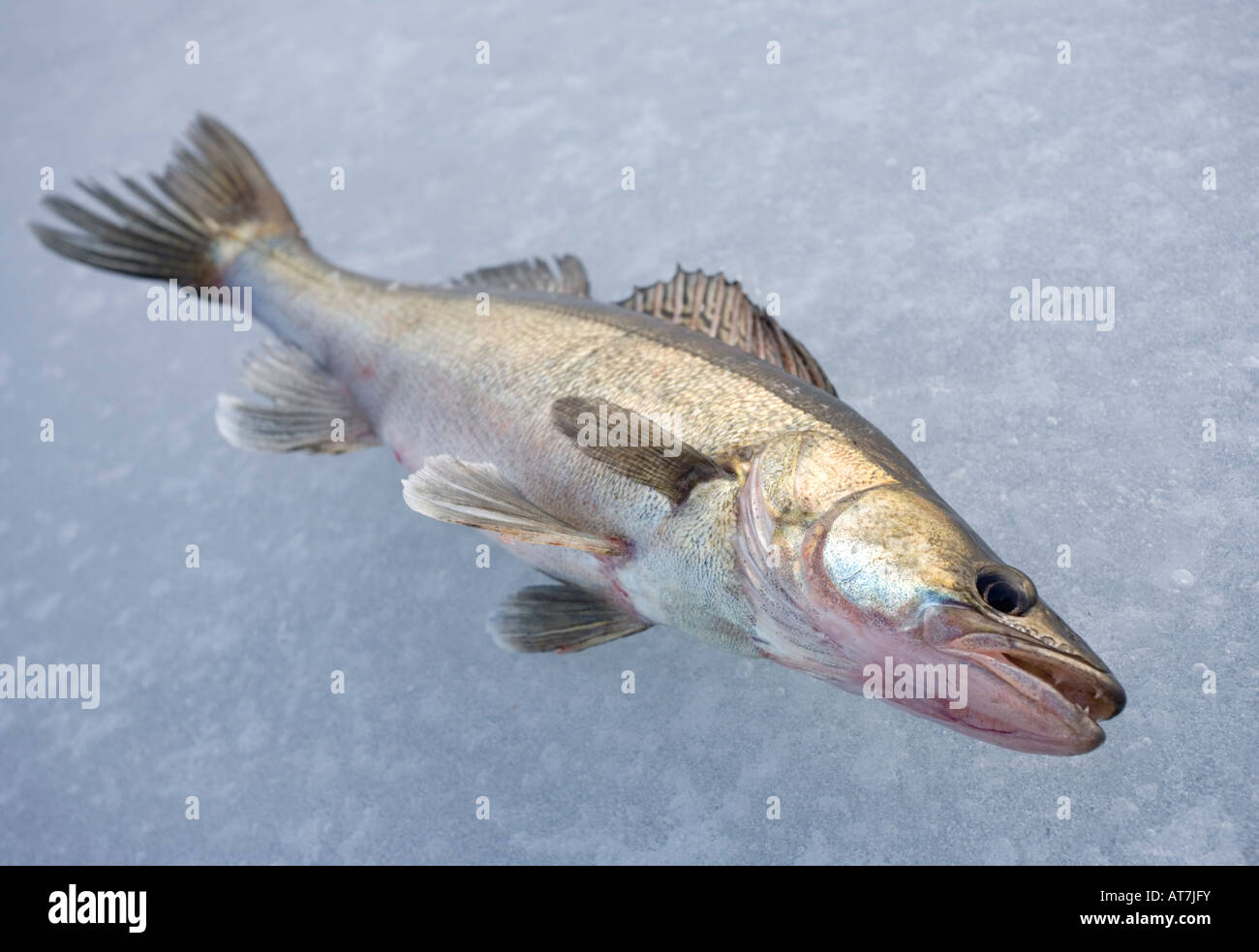 Close-up of a freshly caught alive European/Finnish freshwater pikeperch ( Sander lucioperca ) on ice , Finland Stock Photo