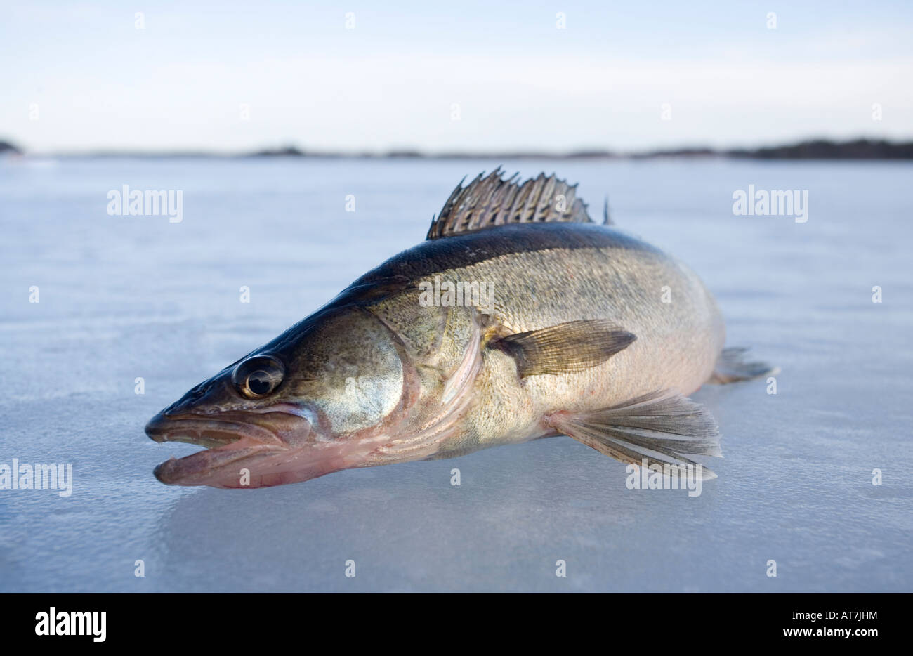 Close-up of a freshly caught European freshwater pikeperch ( Sander lucioperca lucioperca ) on ice , Finland Stock Photo