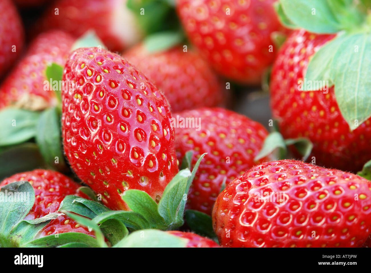 strawberry fruit Stock Photo