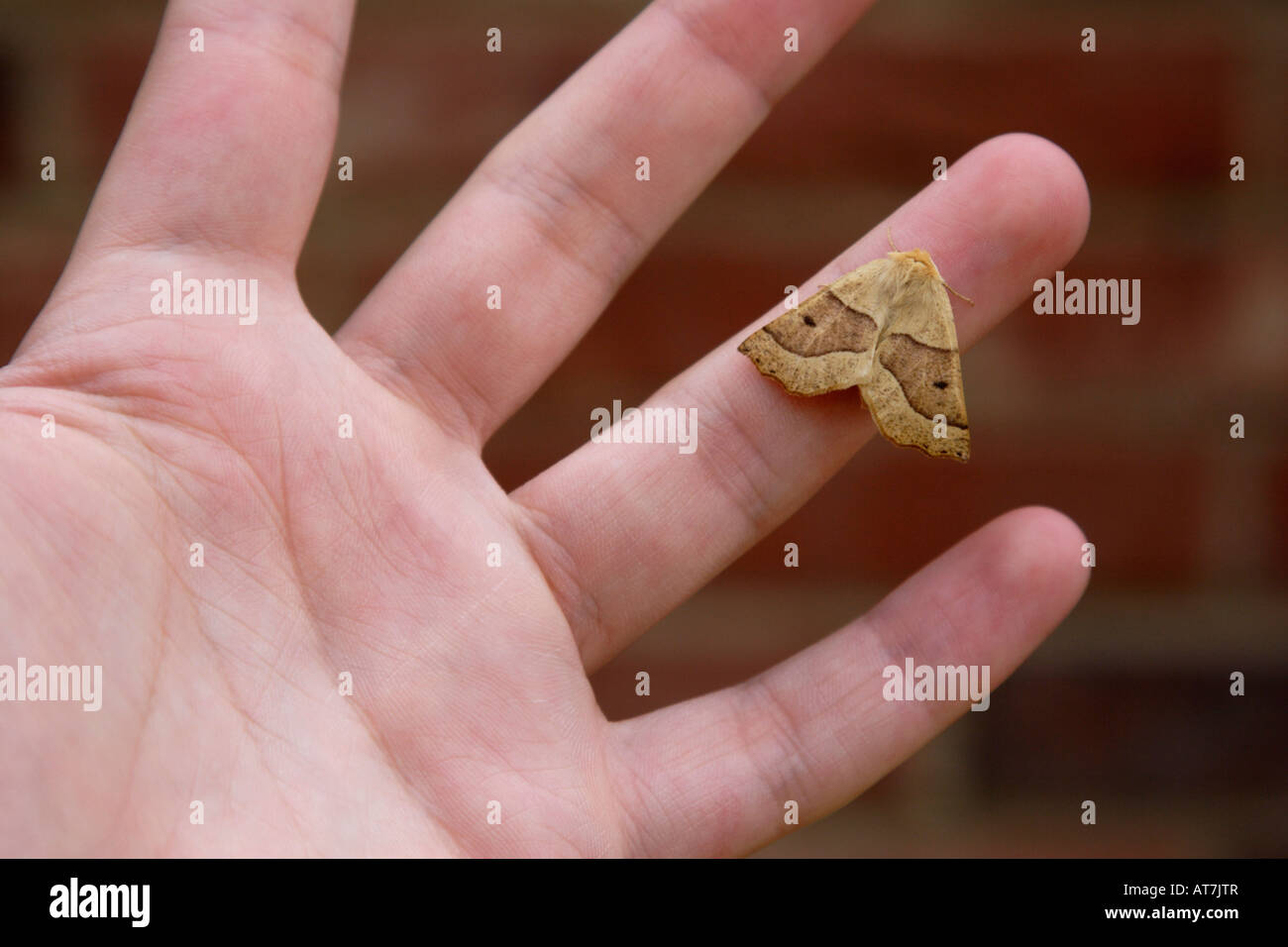 Scalloped Oak Moth (Crocallis elinguaria) on hand, England, UK Stock Photo