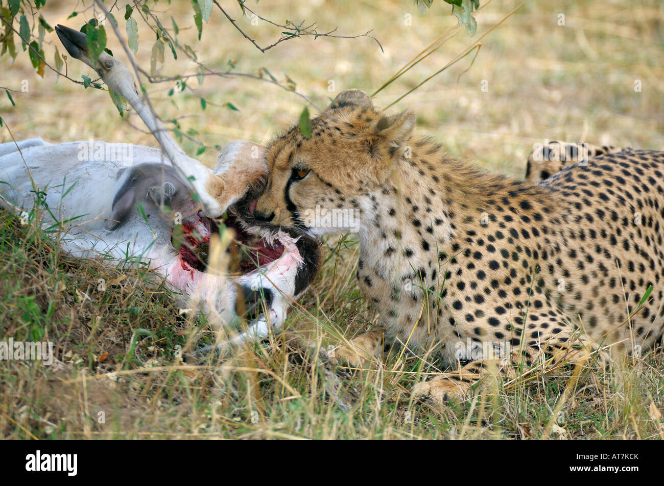 Cheetahs,a Cheetah at a bushbuck kill, Masai Mara, Kenya Stock Photo