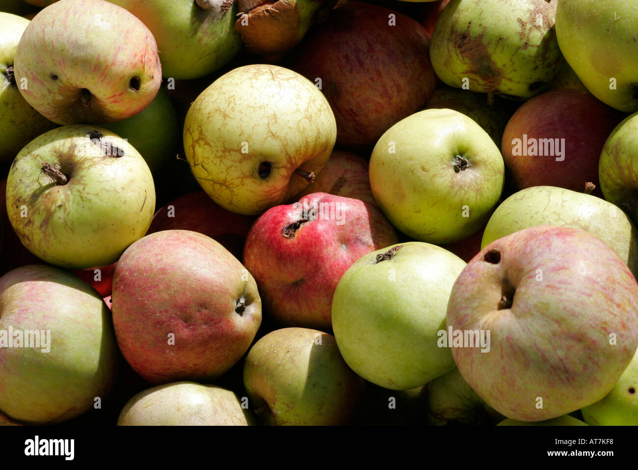 Stone bowl of windfall apples Stock Photo