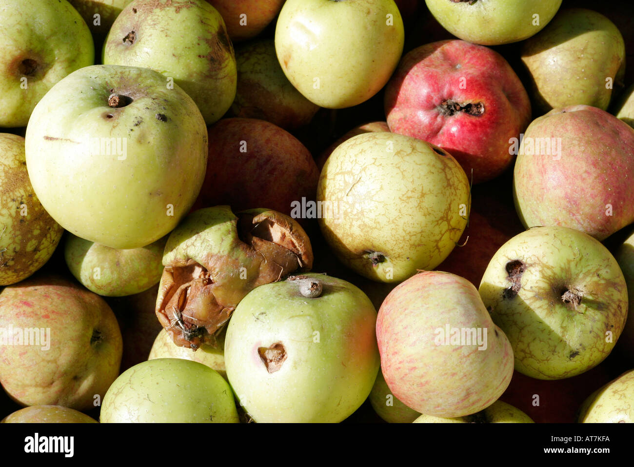 Stone bowl of windfall apples Stock Photo Alamy