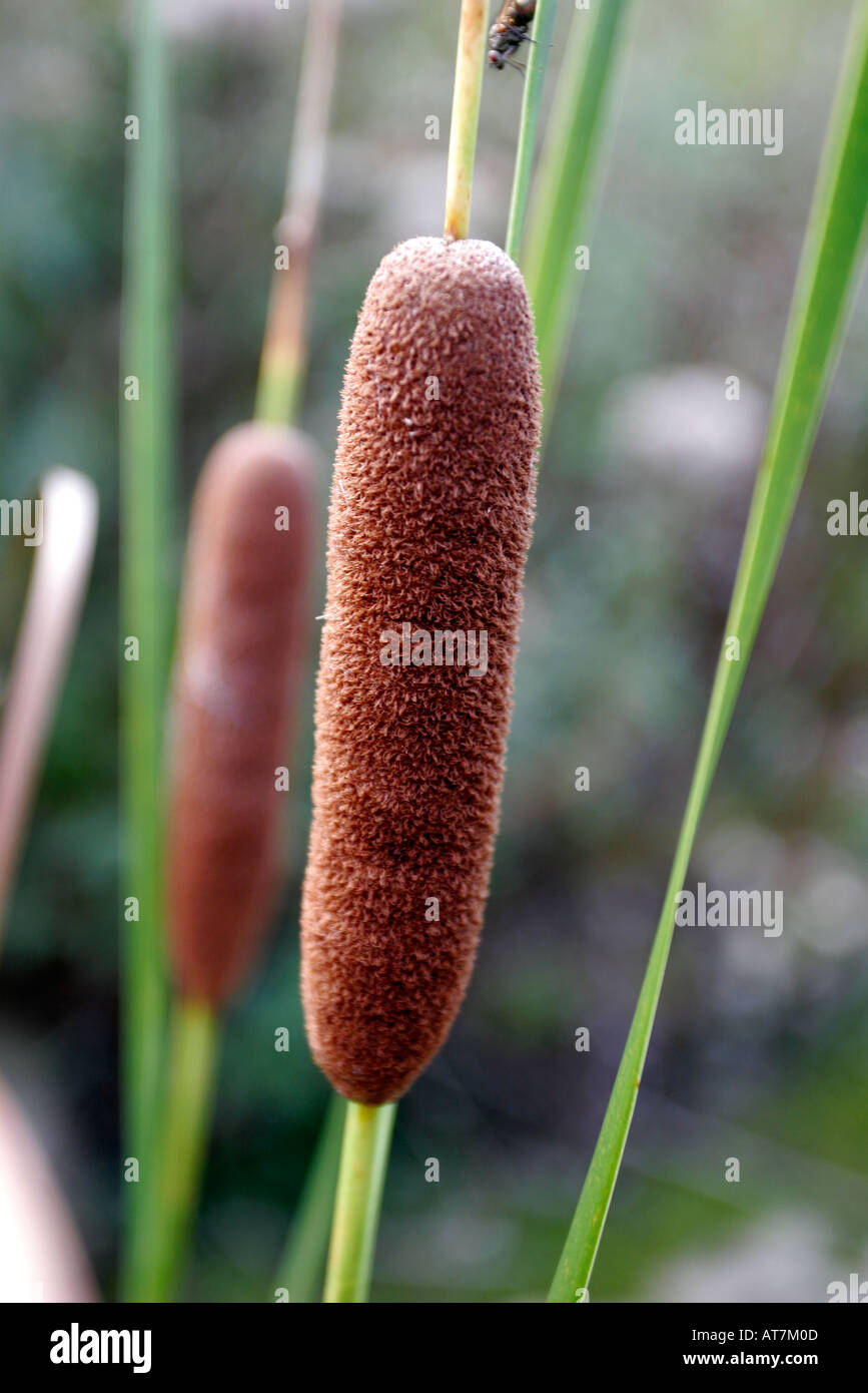 Reed mace otherwise known as bullrushes Stock Photo Alamy