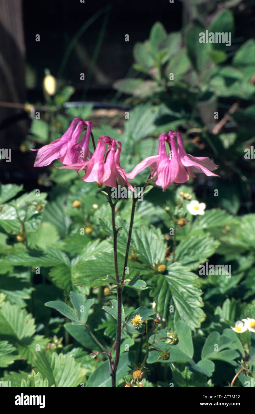 Columbine Aquilegia vulgaris in an English cottage garden, Lancaster, Lancashire Stock Photo