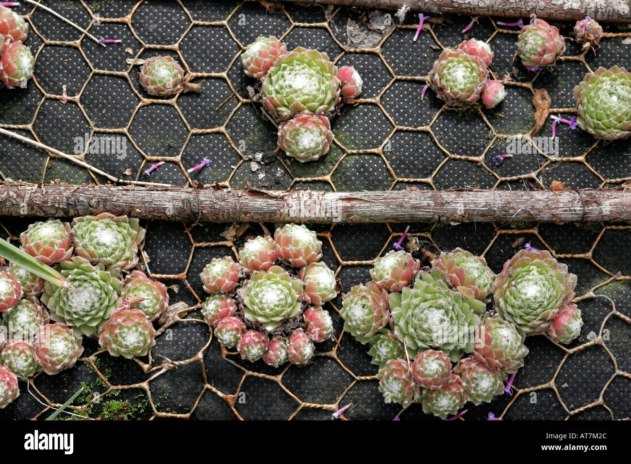 Succulents planted in chicken wire mesh Stock Photo Alamy