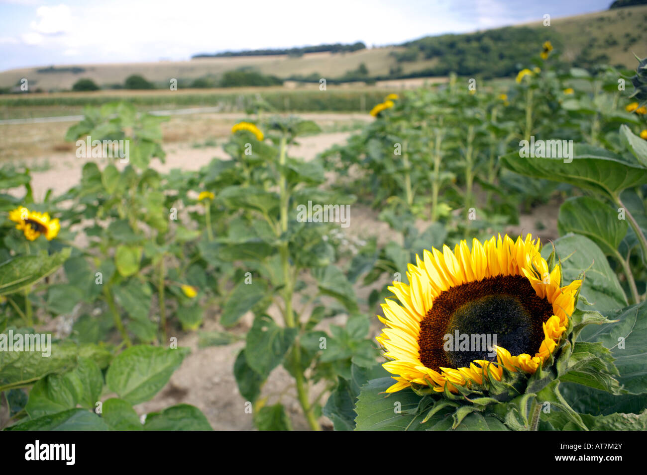 Field of Sunflowers (Helianthus annuus) Wiltshire, England English