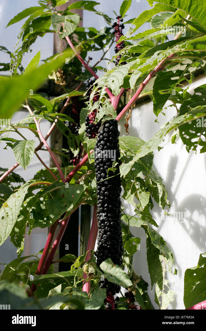 Phytolacca octandra red ink plant or inkweed Stock Photo Alamy