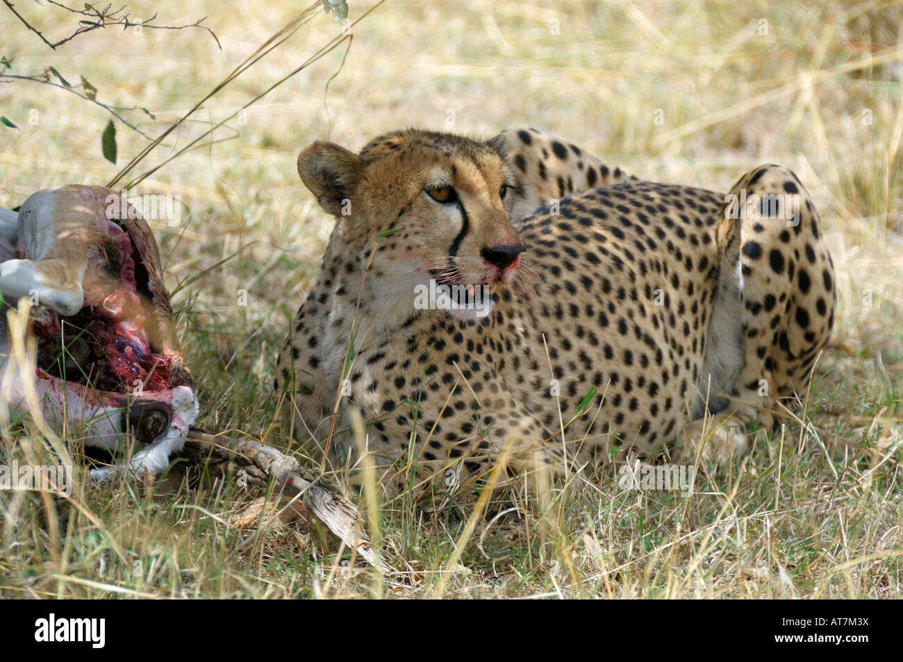 Cheetahs,a Cheetah at a bushbuck kill, Masai Mara, Kenya Stock Photo