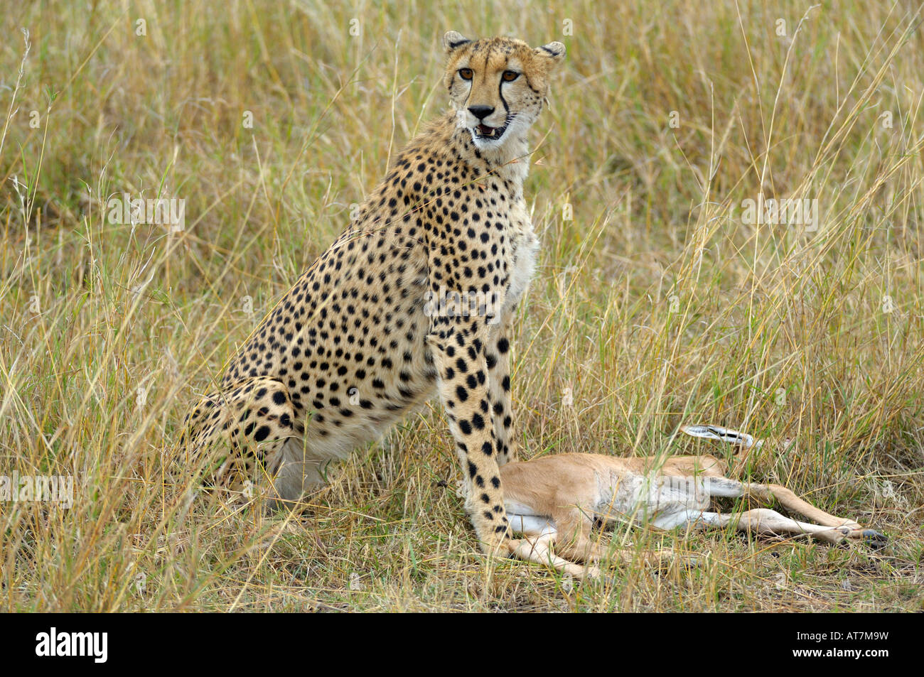 Cheetahs,a Cheetah at a Topi cub kill, Masai Mara, Kenya Stock Photo