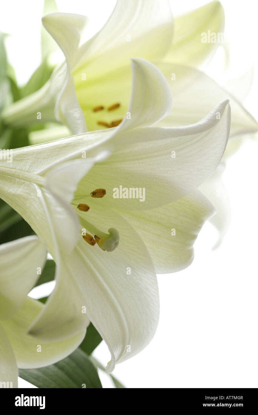 Easter White Lilly Flower Head close up against white, Lililum longiflorum showing inside of flower. White Lily heads. Stock Photo