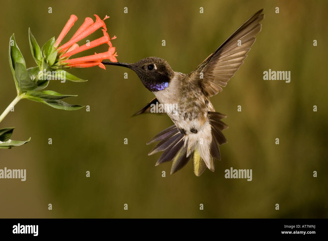 Black-chinned Hummingbird male Archilochus alexandri feeding at Bouvardia ternifolia Stock Photo