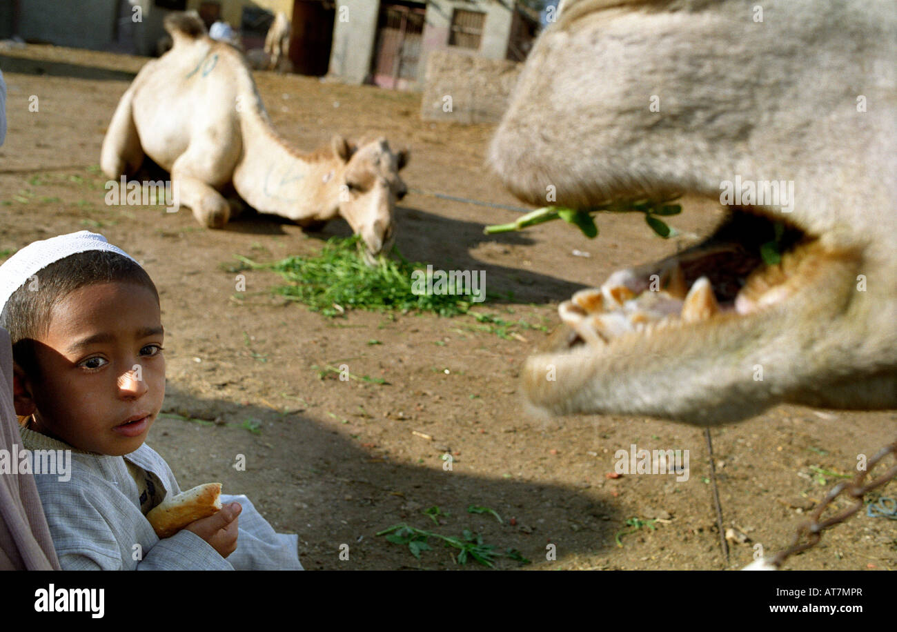 camel market near cairo, egypt Stock Photo - Alamy