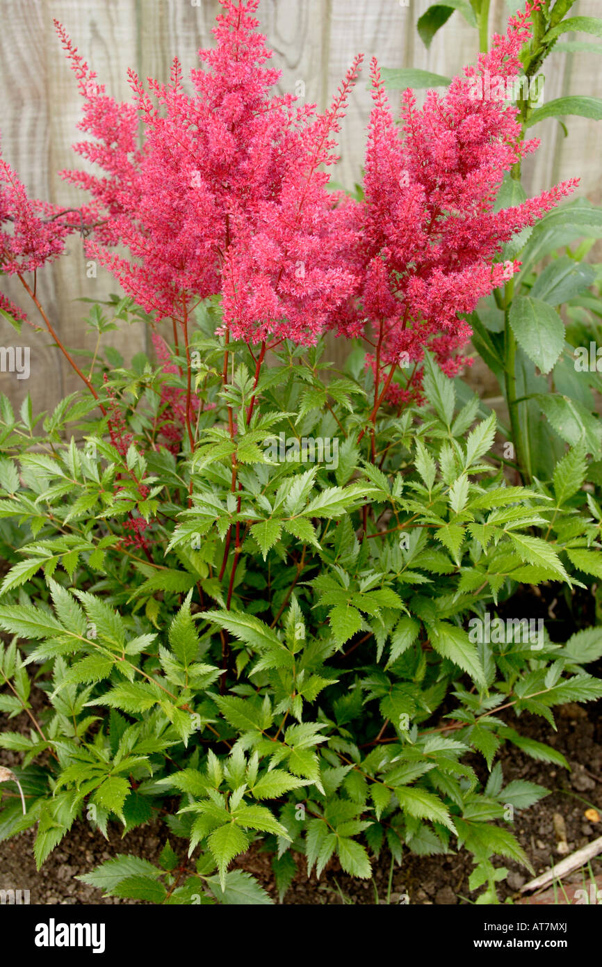 Astilbe x arendsii in flower, England, UK Stock Photo