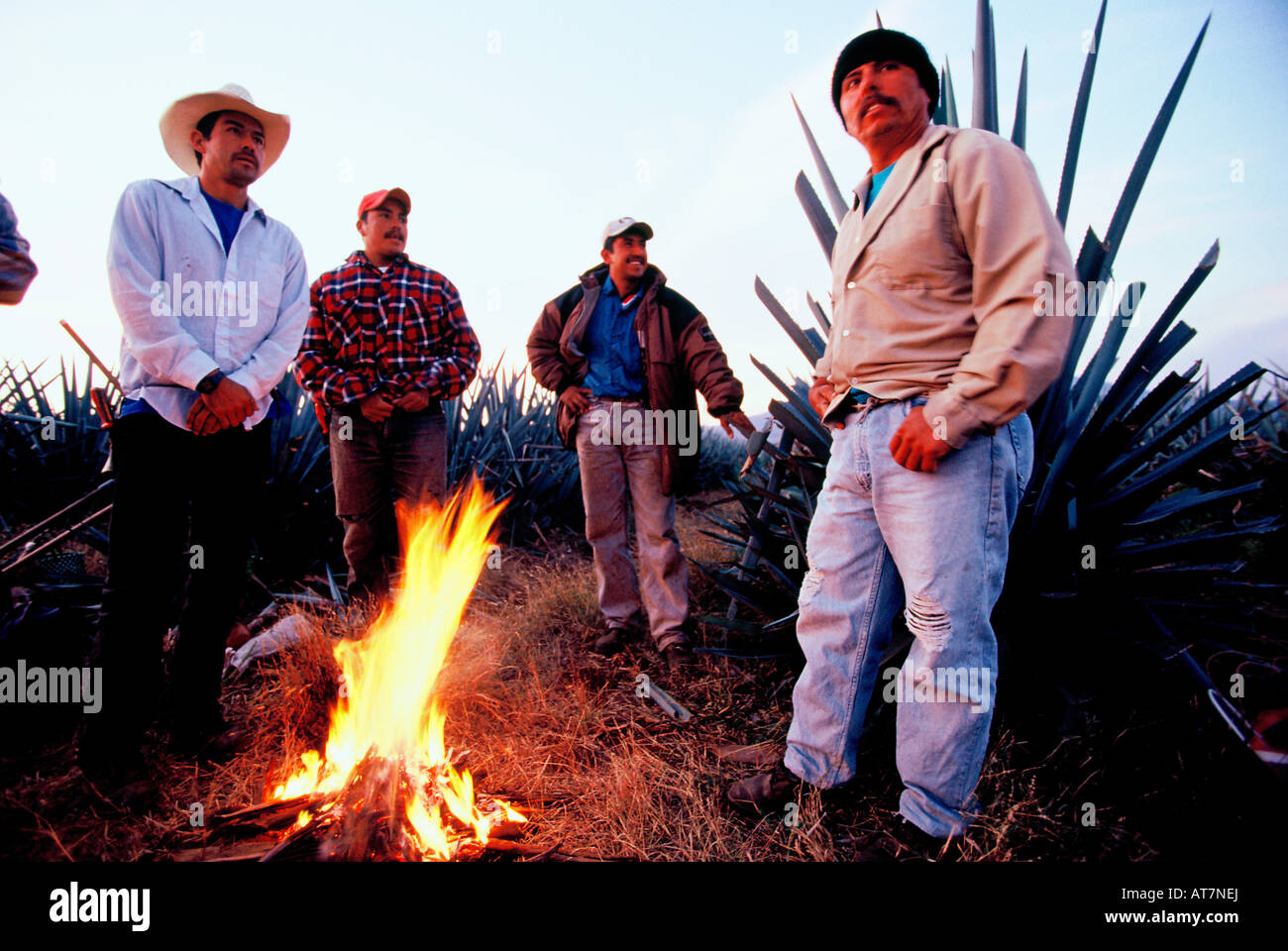 Jimador Agave High Resolution Stock Photography and Images - Alamy