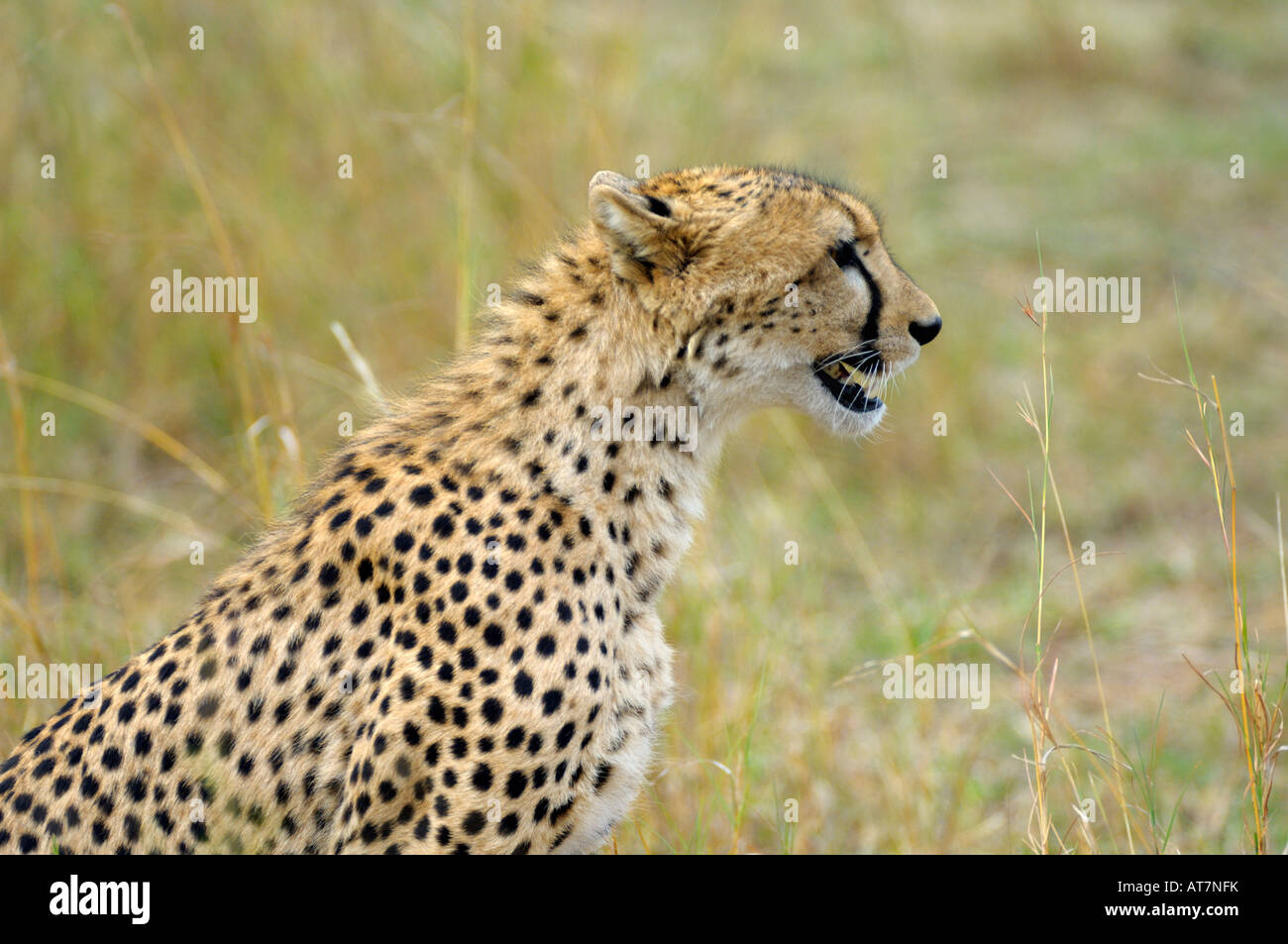 Cheetahs,a Cheetah at a Topi cub kill,side portrait, Masai Mara, Kenya Stock Photo