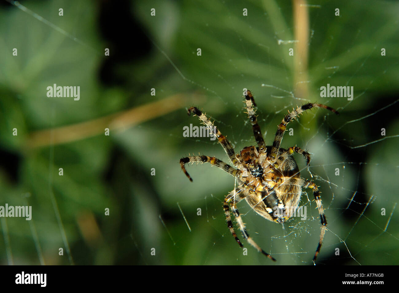 Spider on the web Stock Photo