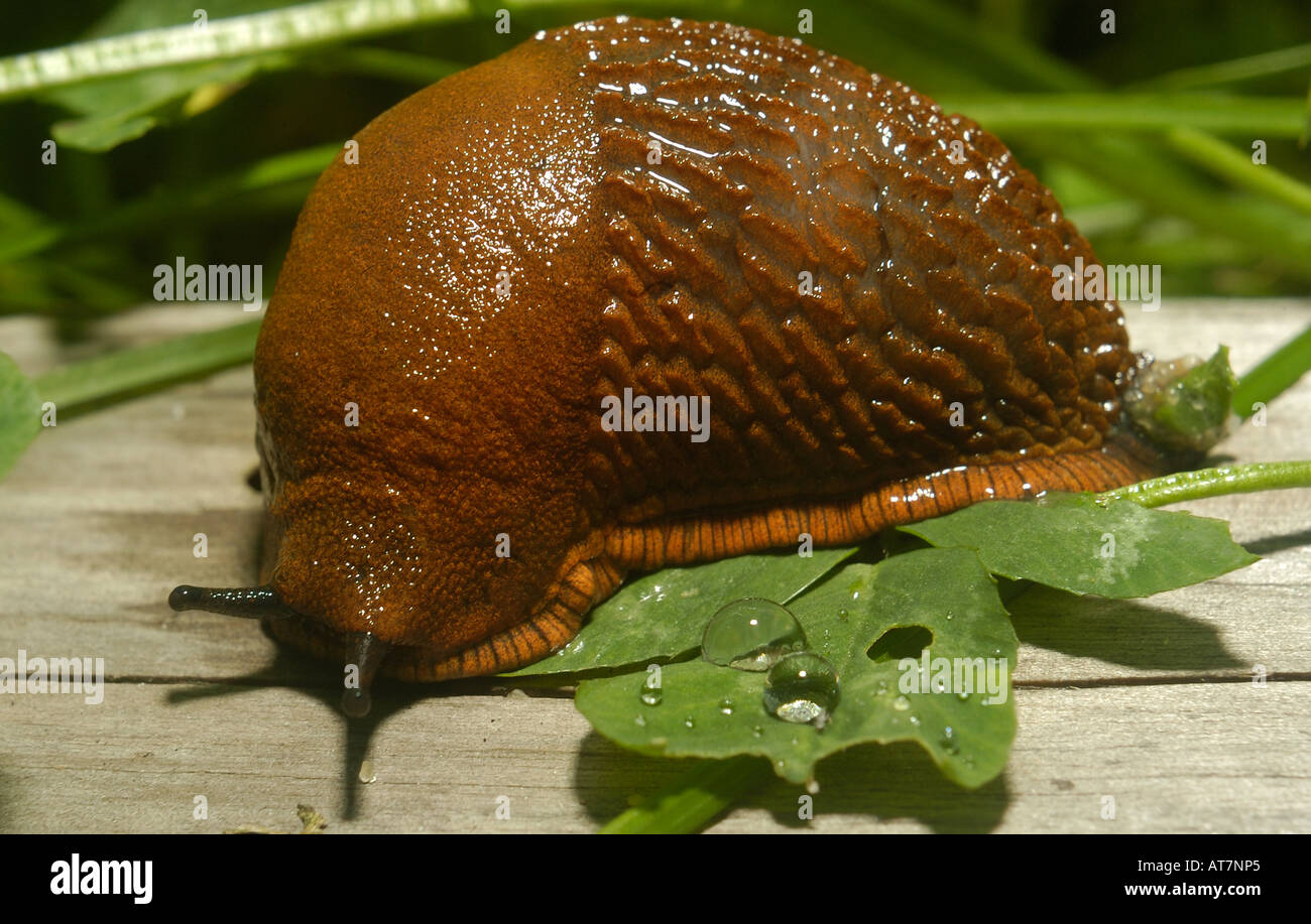 Spanish Slug Close up Garden Europe, Lusitanian slug (Arion vulgaris, Arion lusitanicus), on wooden trunk eats leave Stock Photo