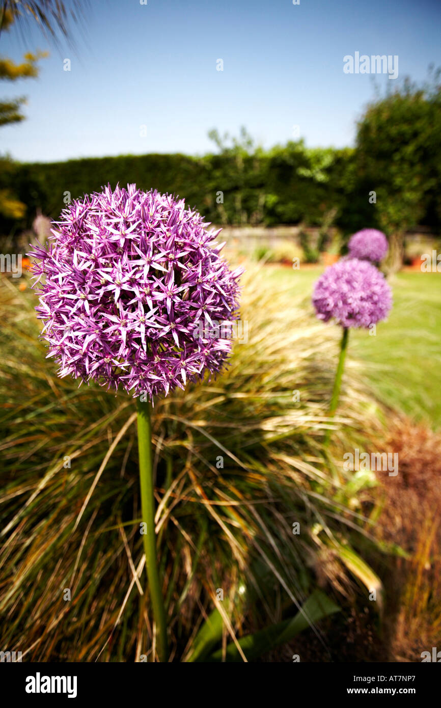 Allium Giganteum Giant Onion Family Liliaceae Close Up view Stock Photo