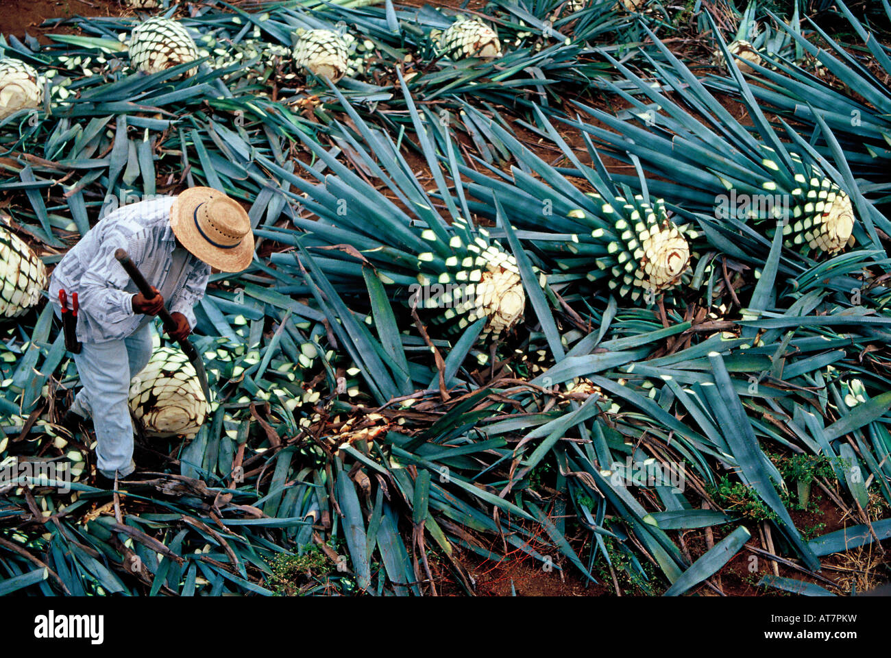 Blue Agave field in Tequila, Mexico Stock Photo Alamy