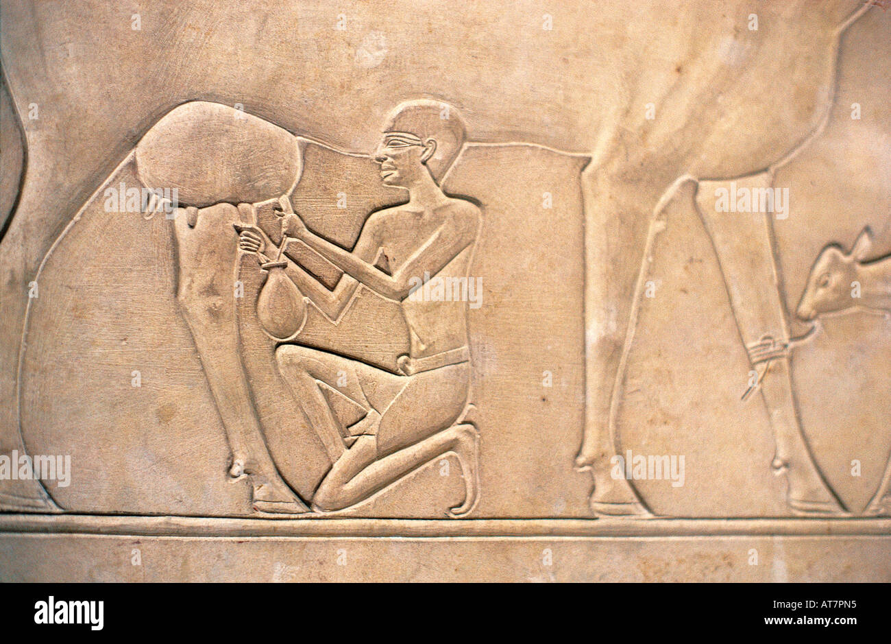 Relief carving showing a man milking a cow Egyptian Museum Cairo Egypt Stock Photo