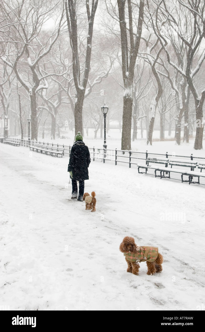 Central park walking dog hires stock photography and images Alamy