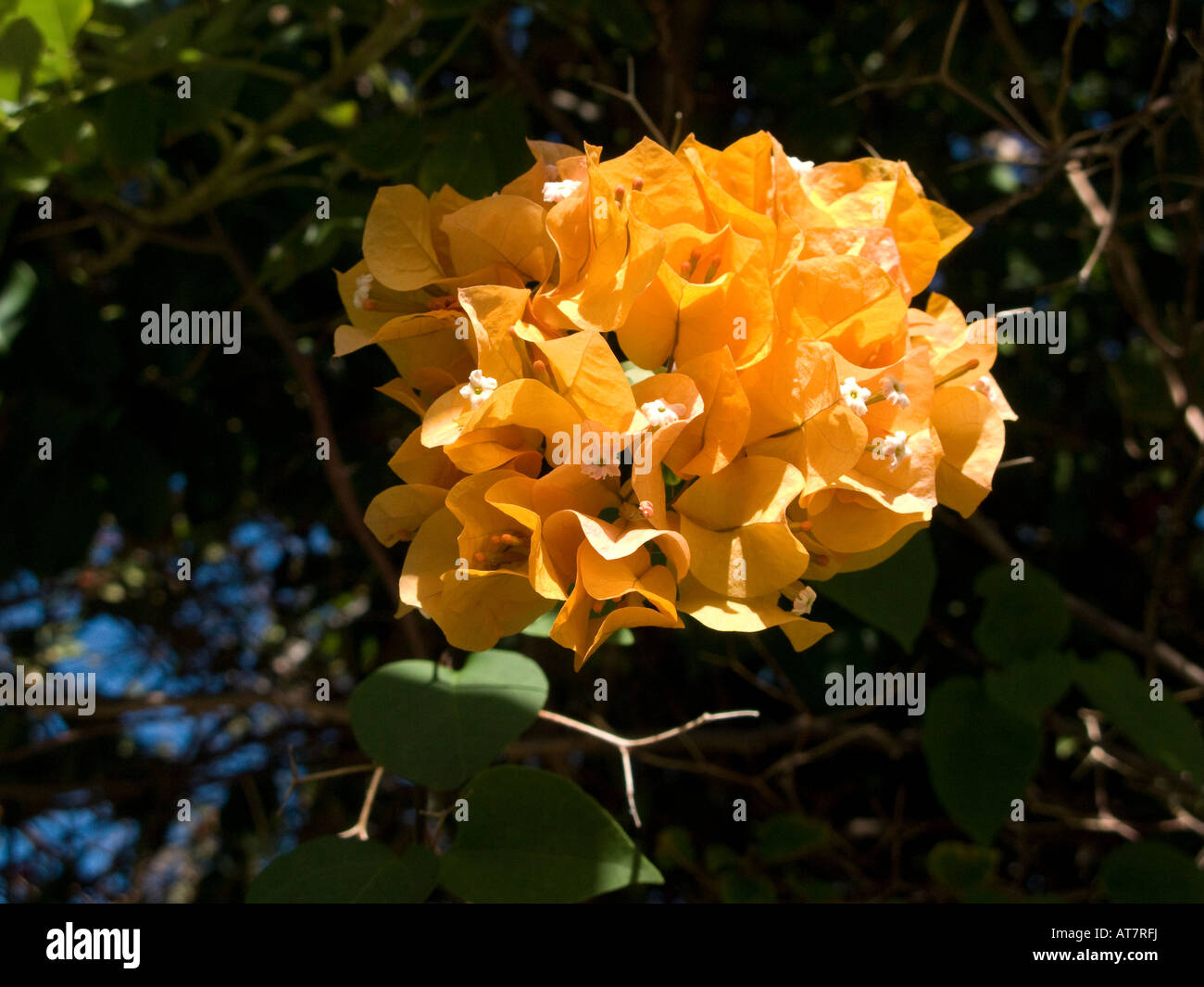 Orange Bougainvillea exotic tropical plant at Spring Bay, Bequia, Caribbean West Indies The Tropics, Tropical Flora Flower Stock Photo