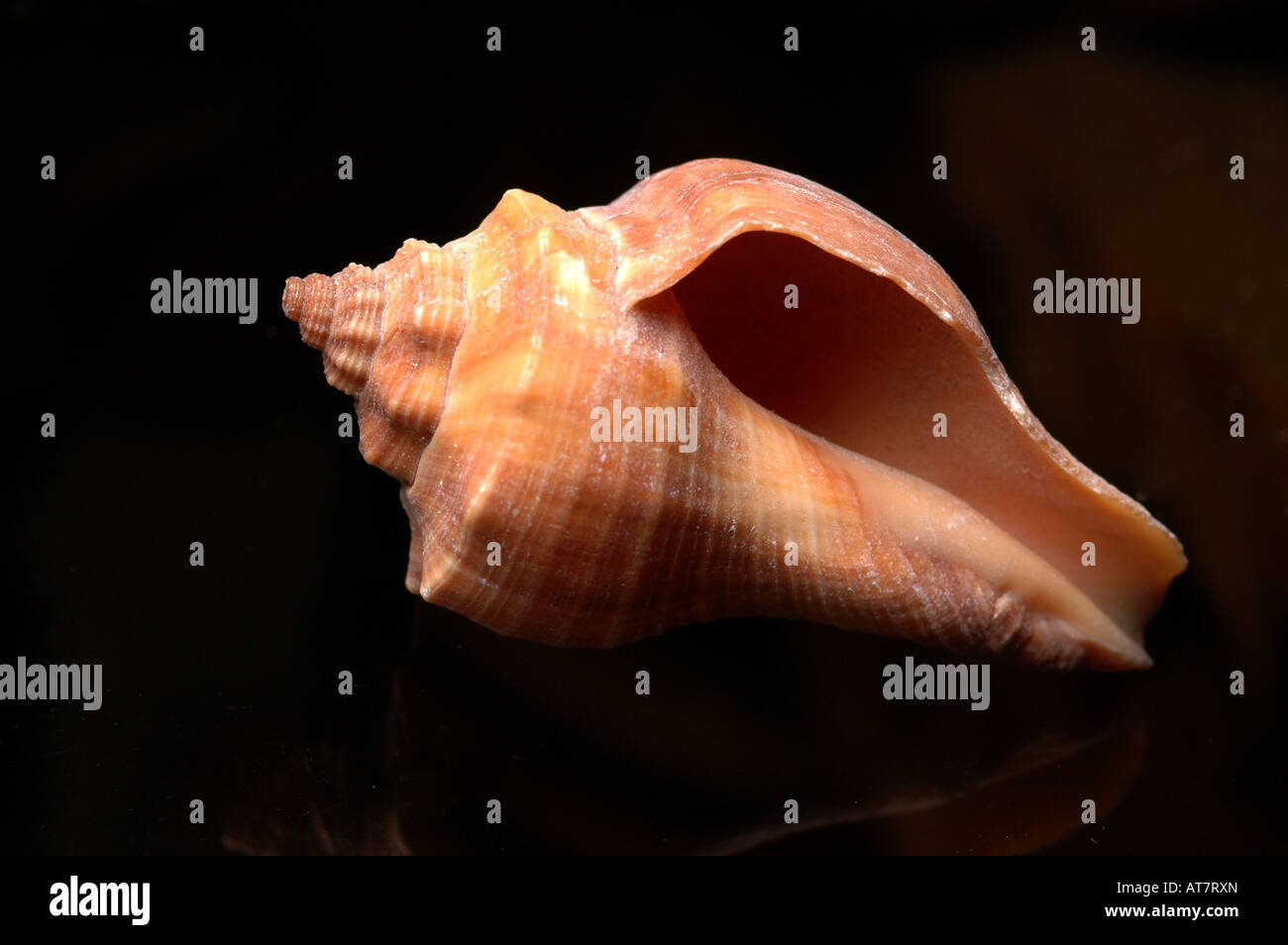 Patterned mollusc molluscan shell spired 'animal shell' limestone nature souvenir memento Stock Photo