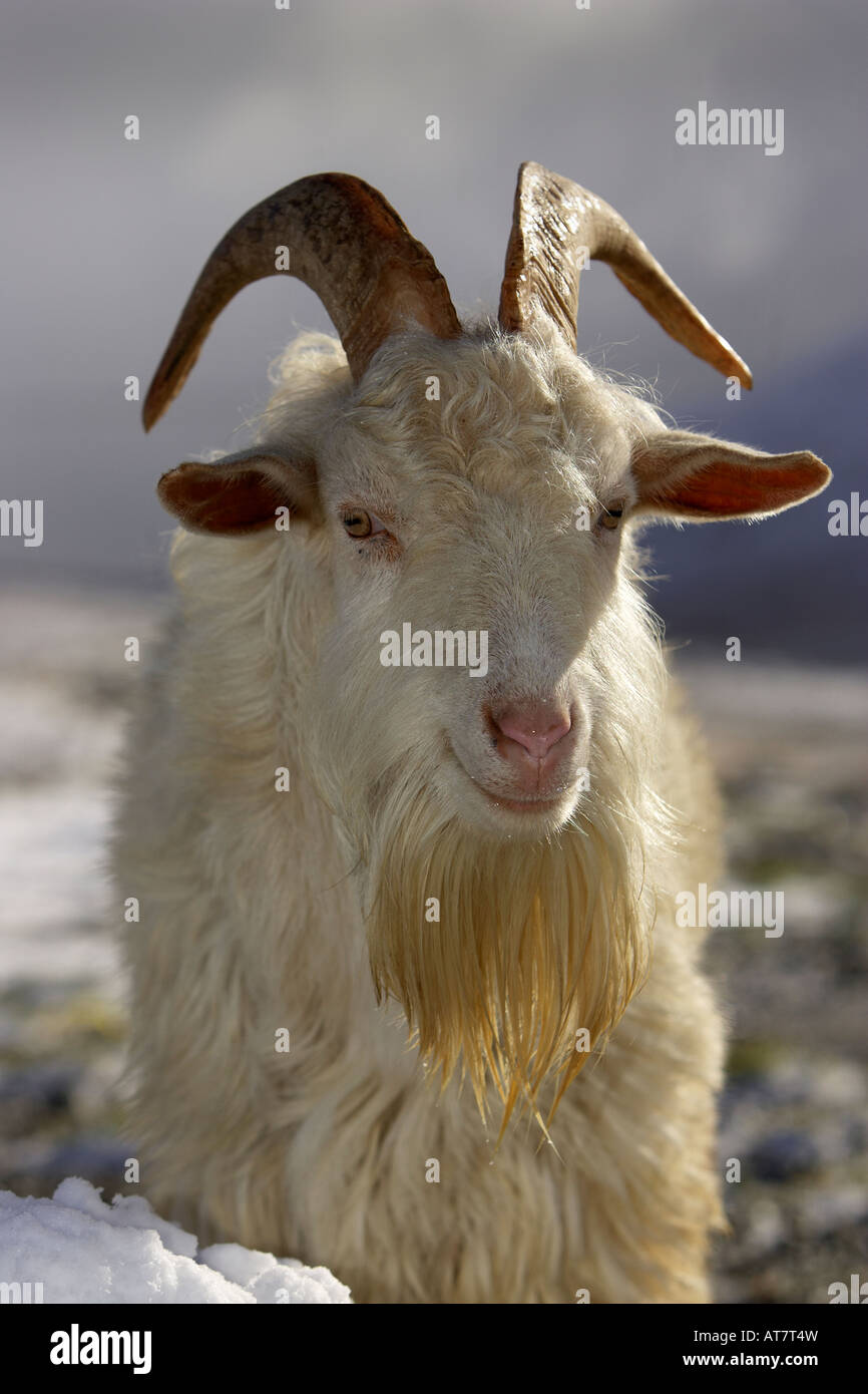 Image of a wild mountain goat Stock Photo - Alamy