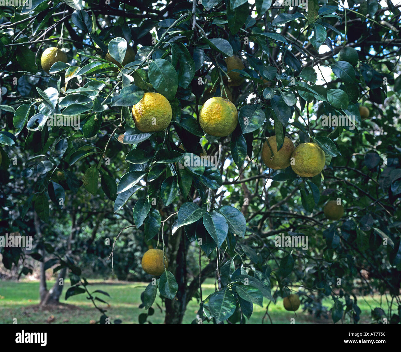 Grapefruits growing on tree, Guadeloupe, French West Indies Stock Photo
