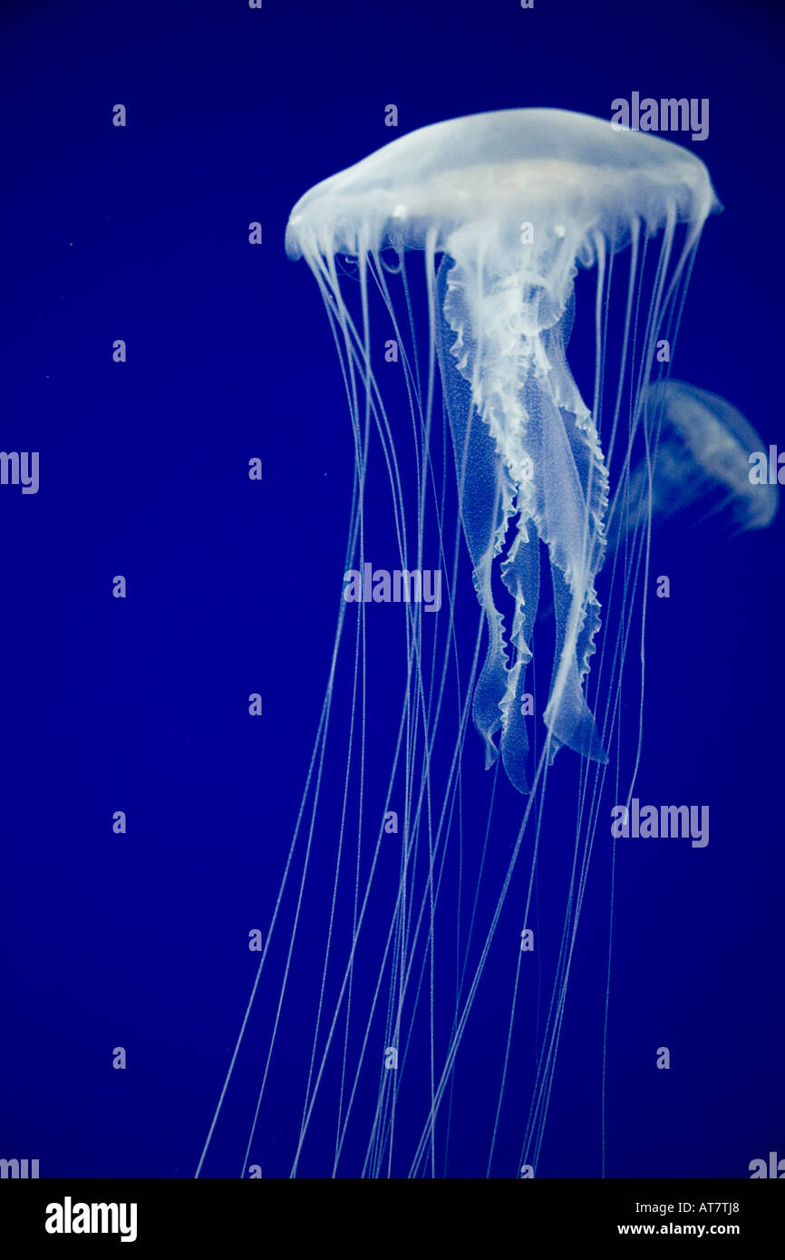 Jellyfish against blue background Stock Photo