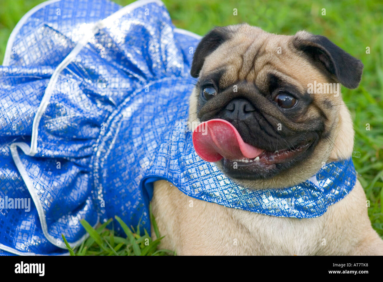 pug in a bathing suit