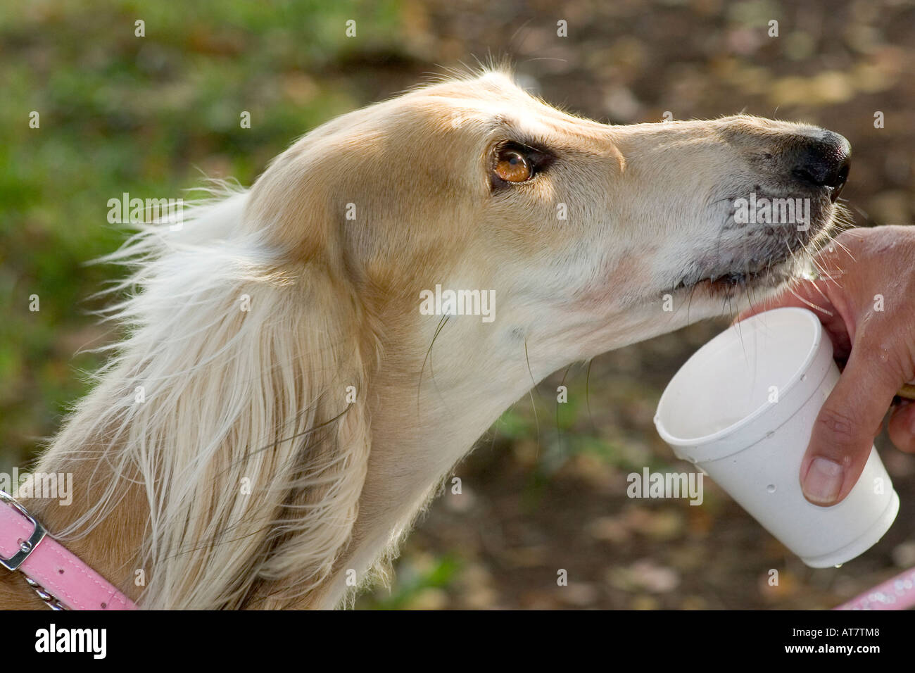 dog drinking from cup Stock Photo Alamy