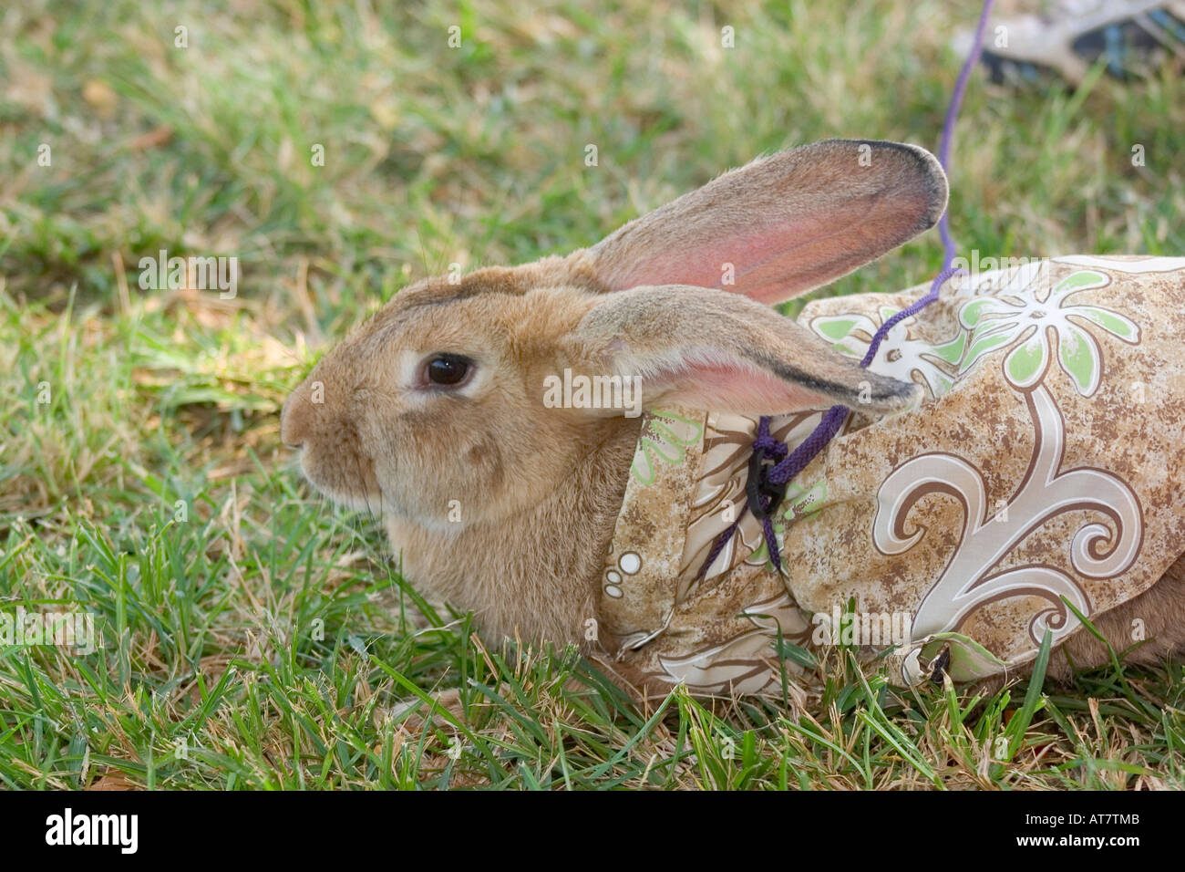 Bunny rabitt laying on grass Stock Photo - Alamy