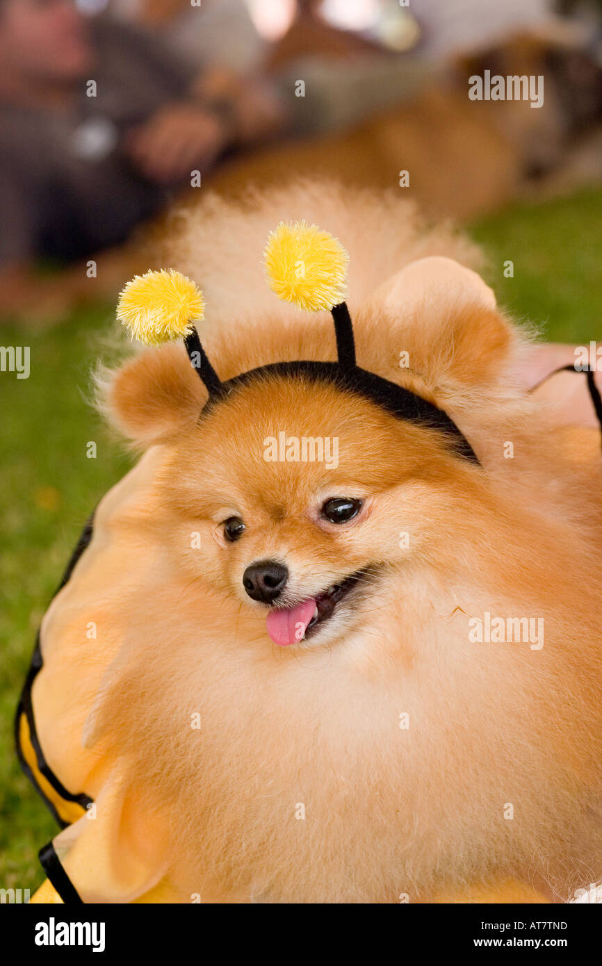 Pomeranian top dog costumes