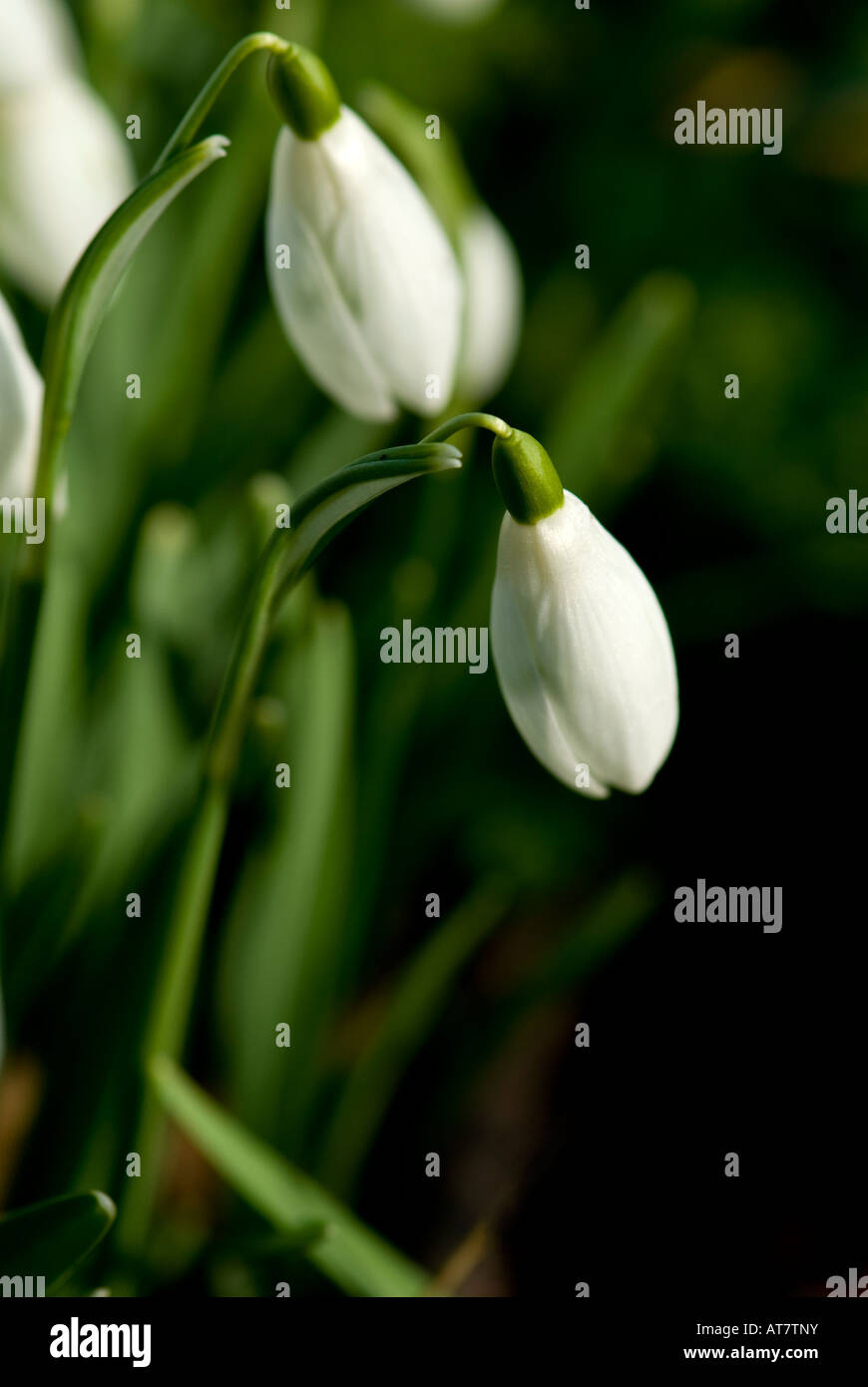 Snowdrops in late Winter Stock Photo