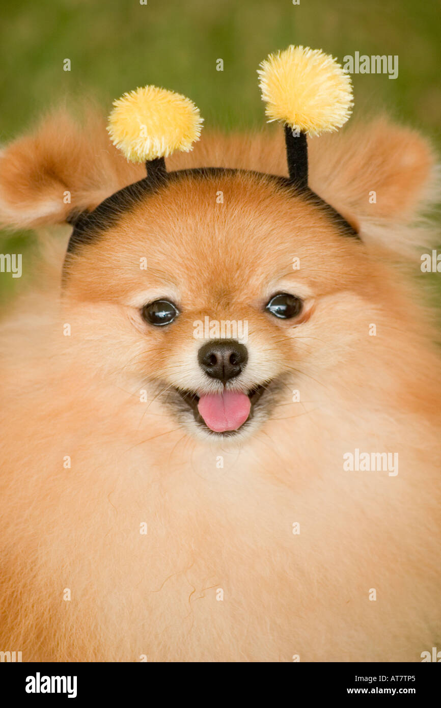 Fluffy pomeranian dog wearing bee costume Stock Photo Alamy