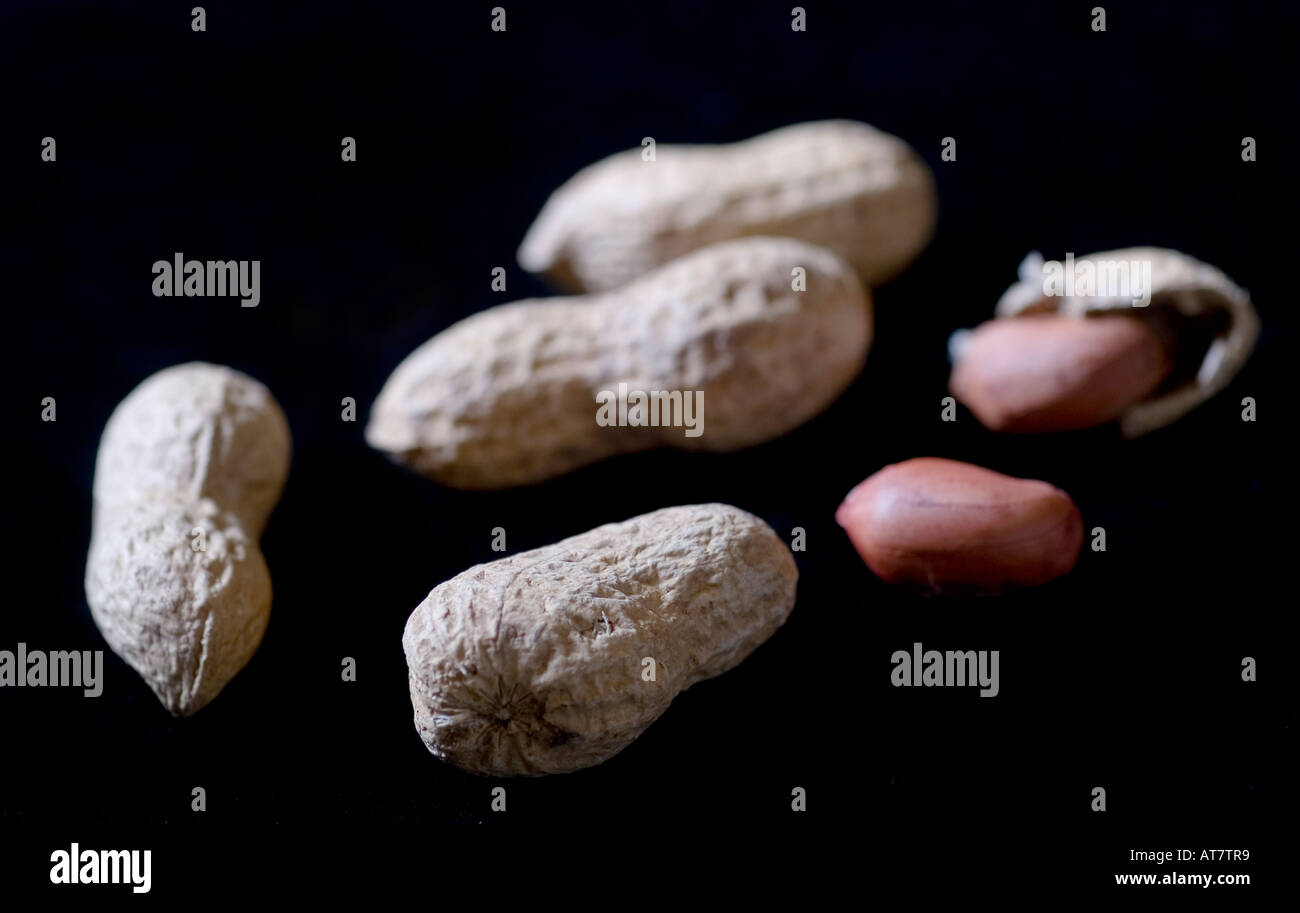 Monkey nuts Ground nuts Stock Photo Alamy
