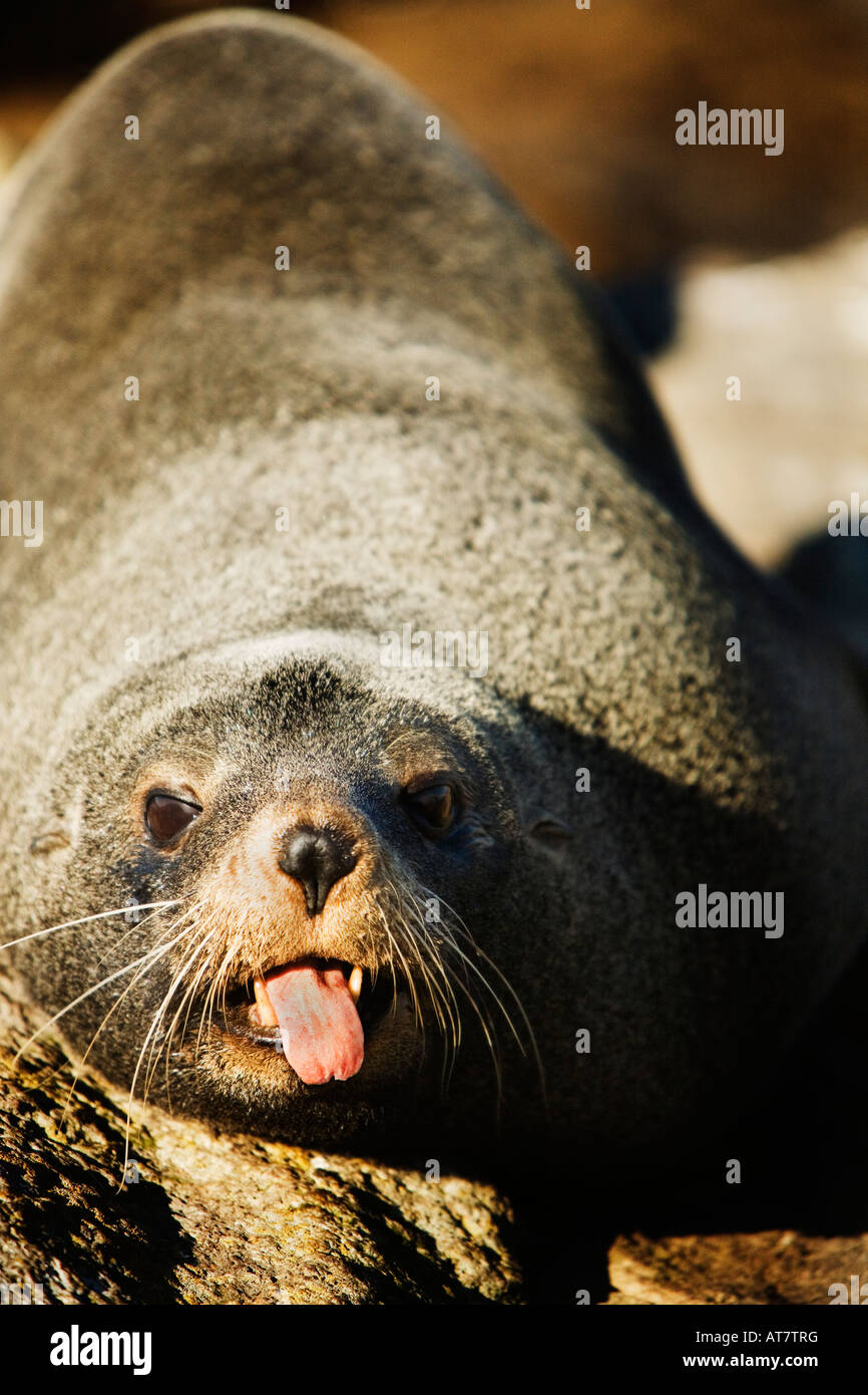 new zealand fur seal sticking tongue out Stock Photo