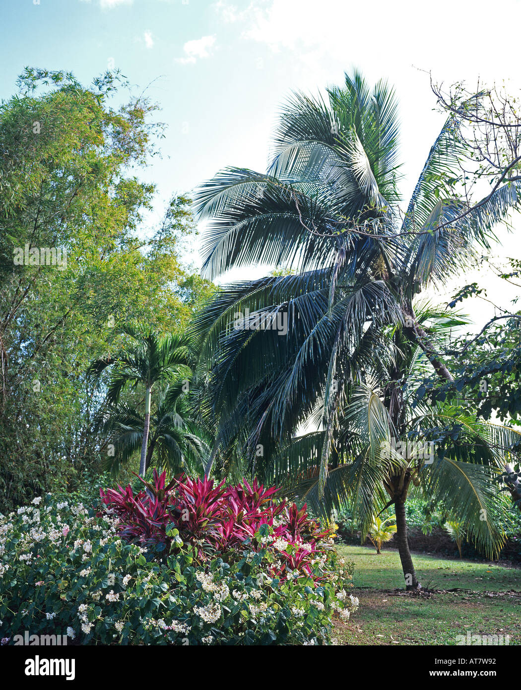 Red Cordyline plants, white begonia flowers and palm tree in tropical garden, Guadeloupe, French West Indies Stock Photo